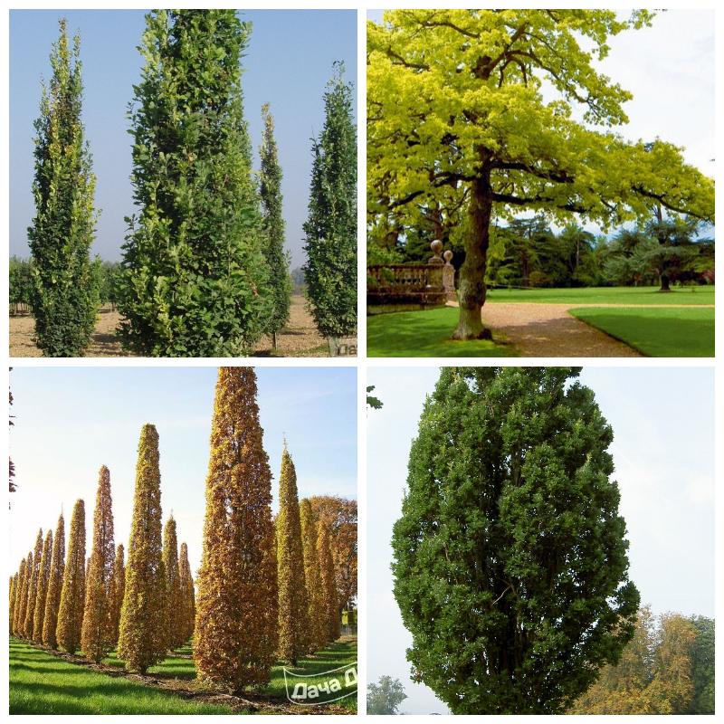 Дуб черешчатый