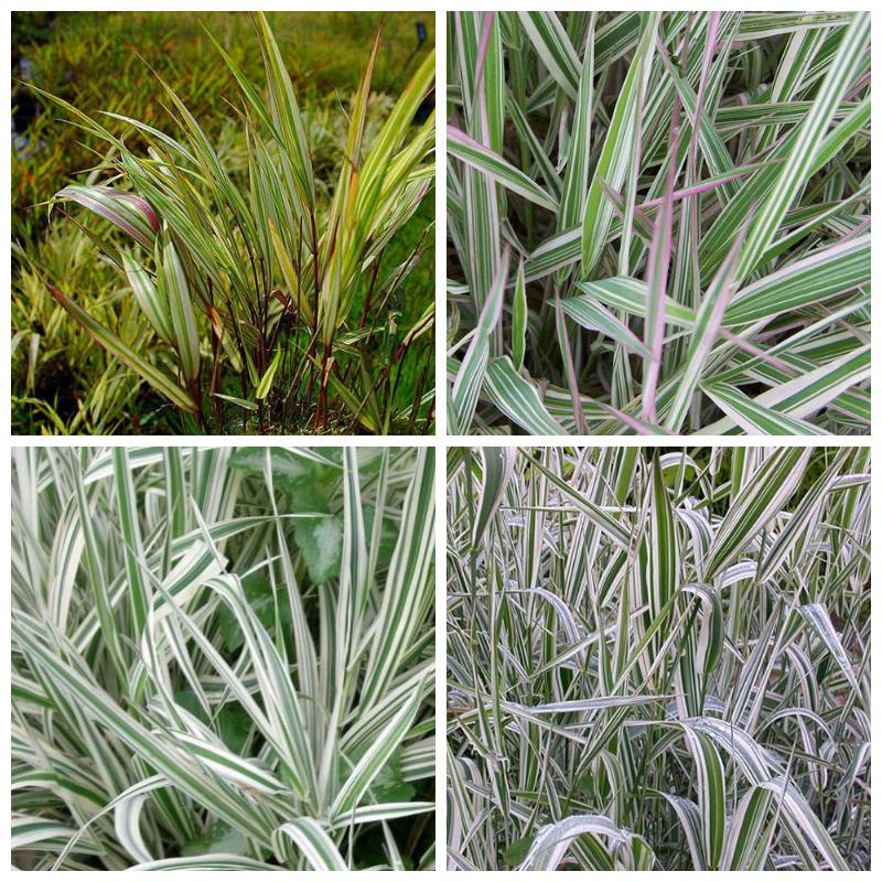 Купить фалярис (все сорта)