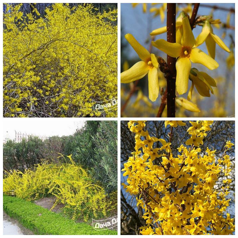 Купить форзицию в Москве