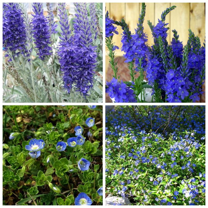 Купить саженцы вероники