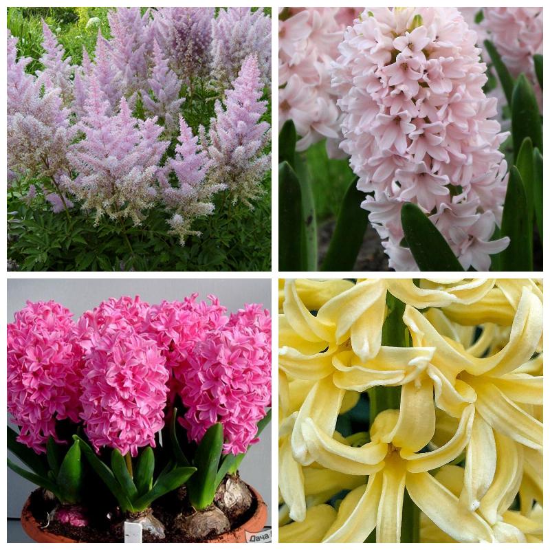 Купить гиацинты оптом