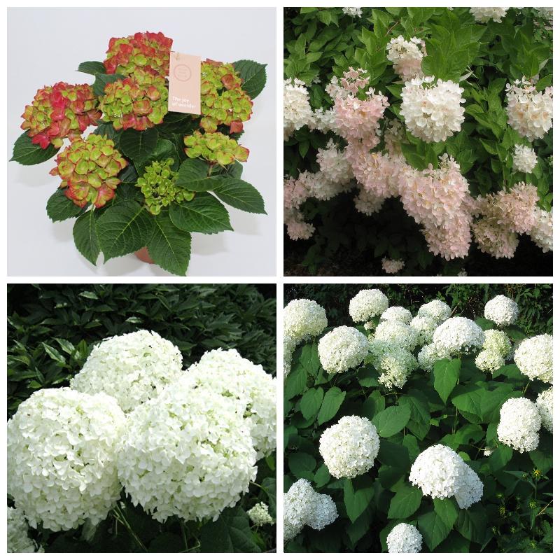 Купить гортензию метельчатую (все сорта)