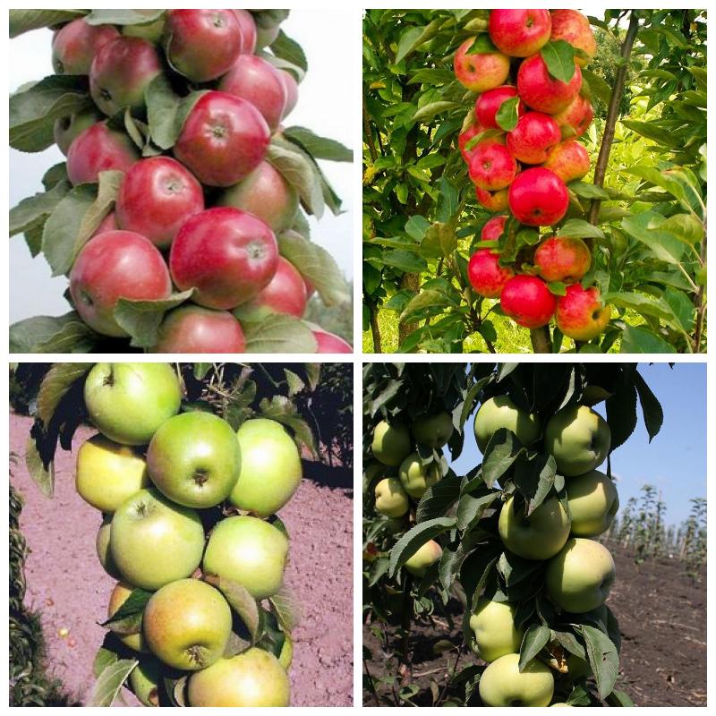 Купить карликовую яблоню