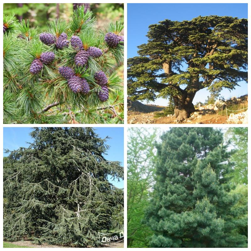 Купить кедровую сосну