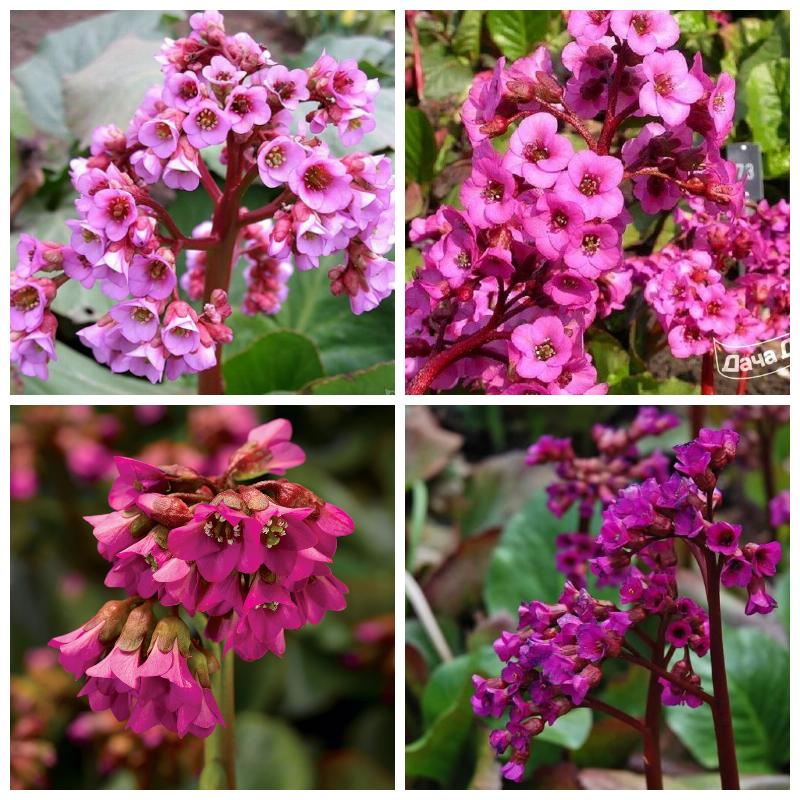 Купить саженцы бадана