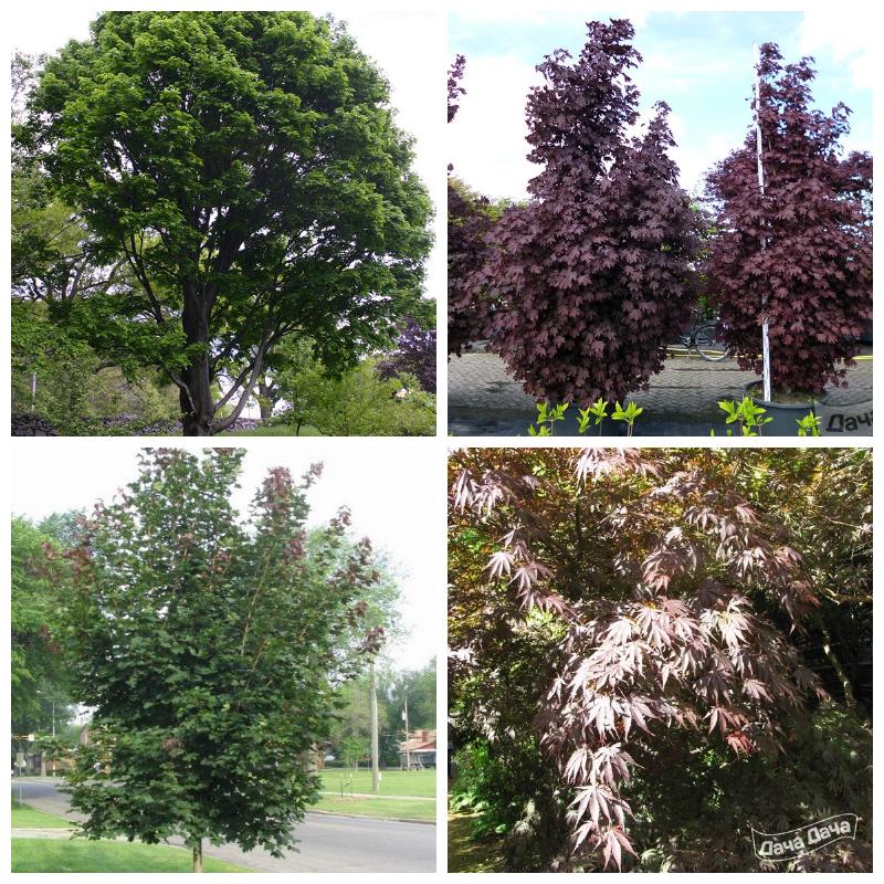 Купить клен в Москве