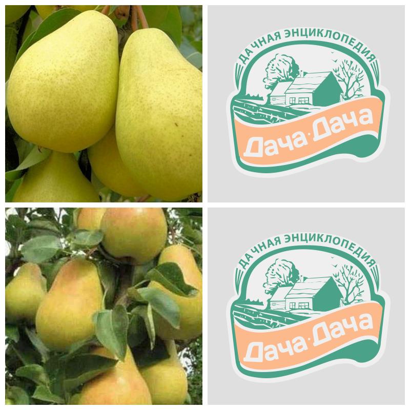 Купить колоновидную грушу