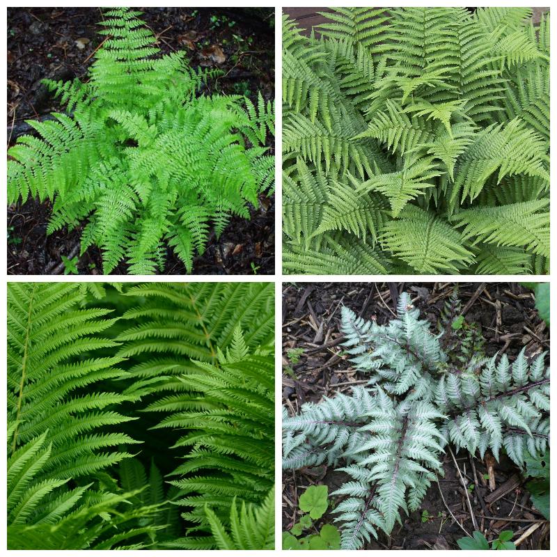 Купить папоротники для выращивания в горшках и в открытом грунте 