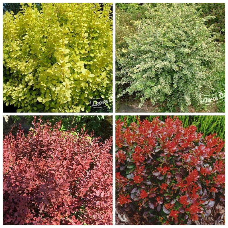 Кустарник барбарис