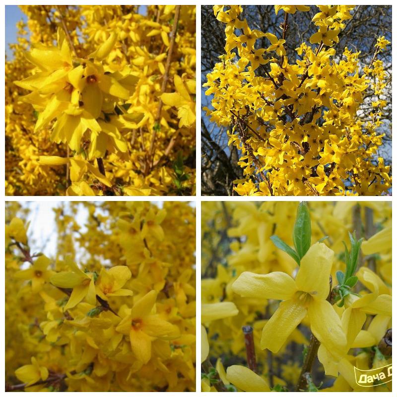 Купить кустарник форзицию