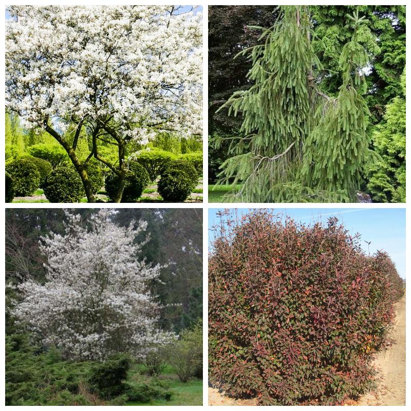 Купить саженцы ирги