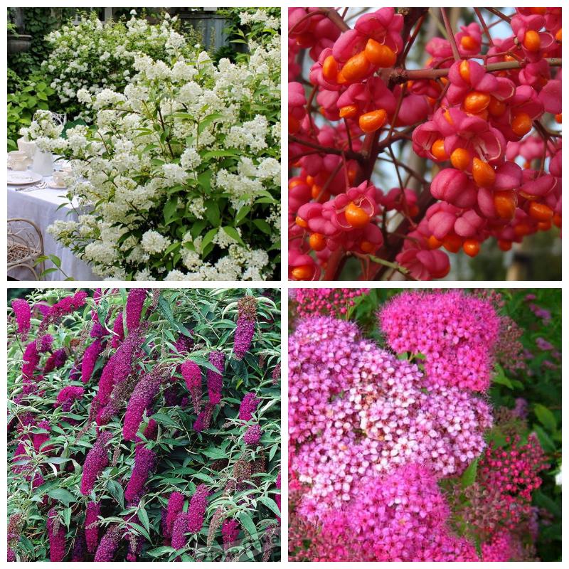 Купить саженцы декоративных кустарников