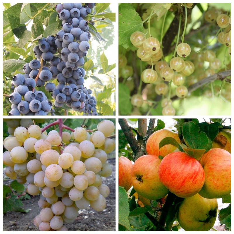 Купить плодовые растения