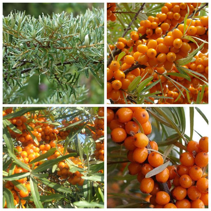 Купить кусты облепихи