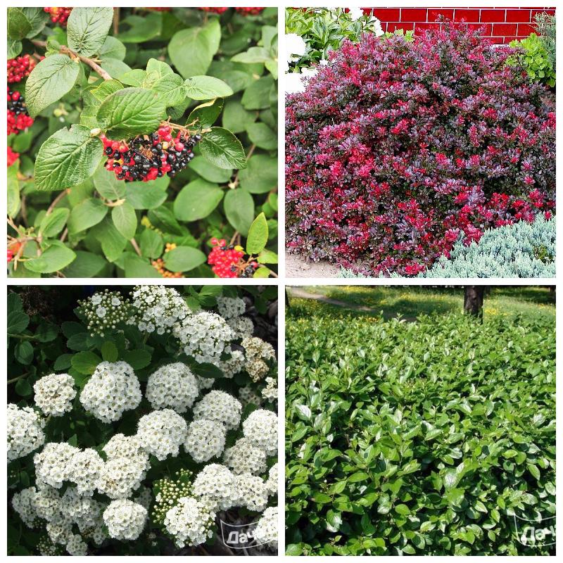 Купить кустарники для живой изгороди