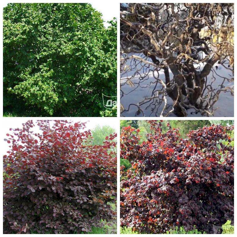 Купить лещину обыкновенную