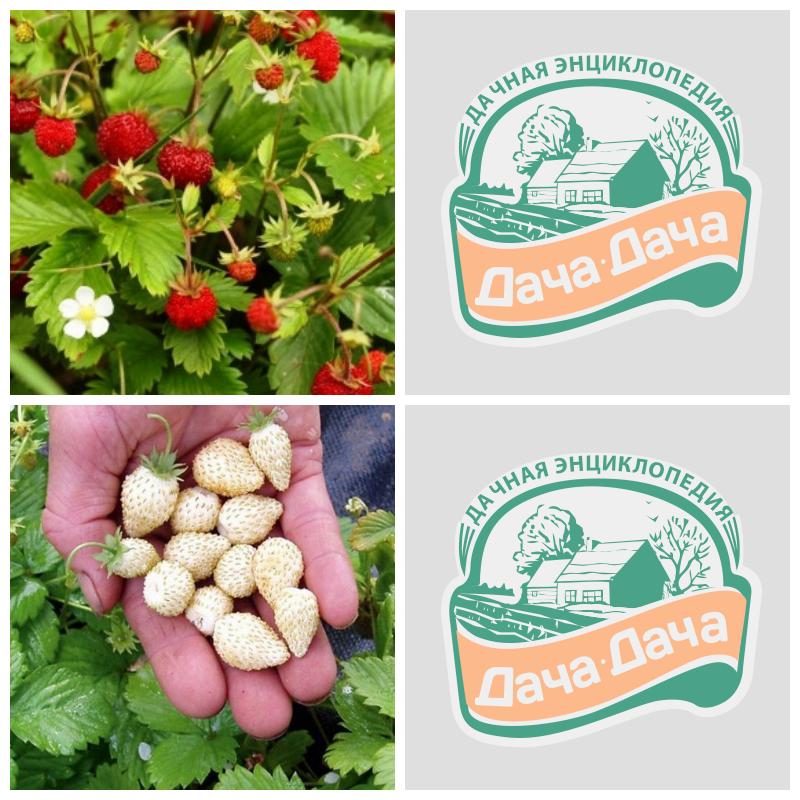 Купить лесную землянику (все сорта)