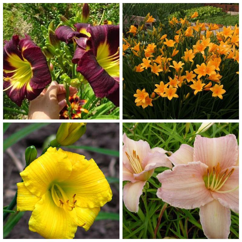 Купить лилейники недорого