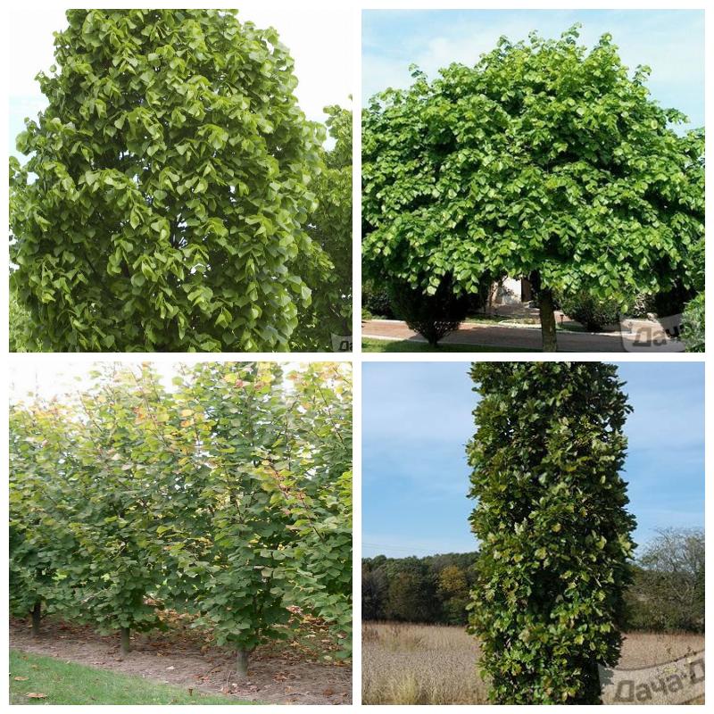 Купить саженцы липы крупнолистной