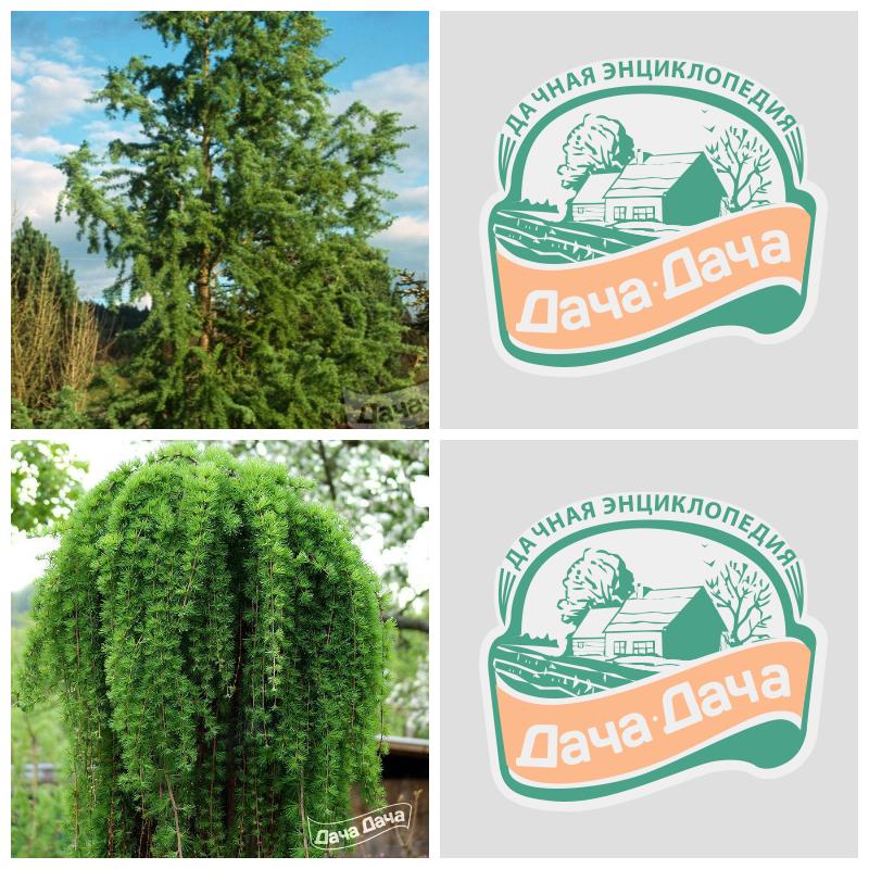 Купить лиственницу японскую 