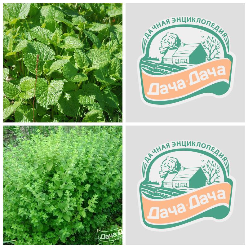 Выбрать мелиссу (все сорта)