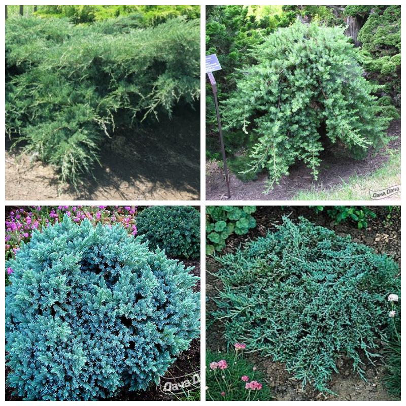 Купить можжевельник Блю