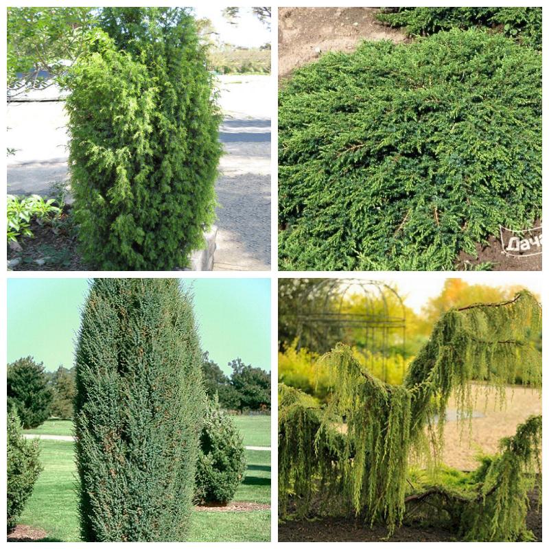 Купить можжевельник обыкновенный