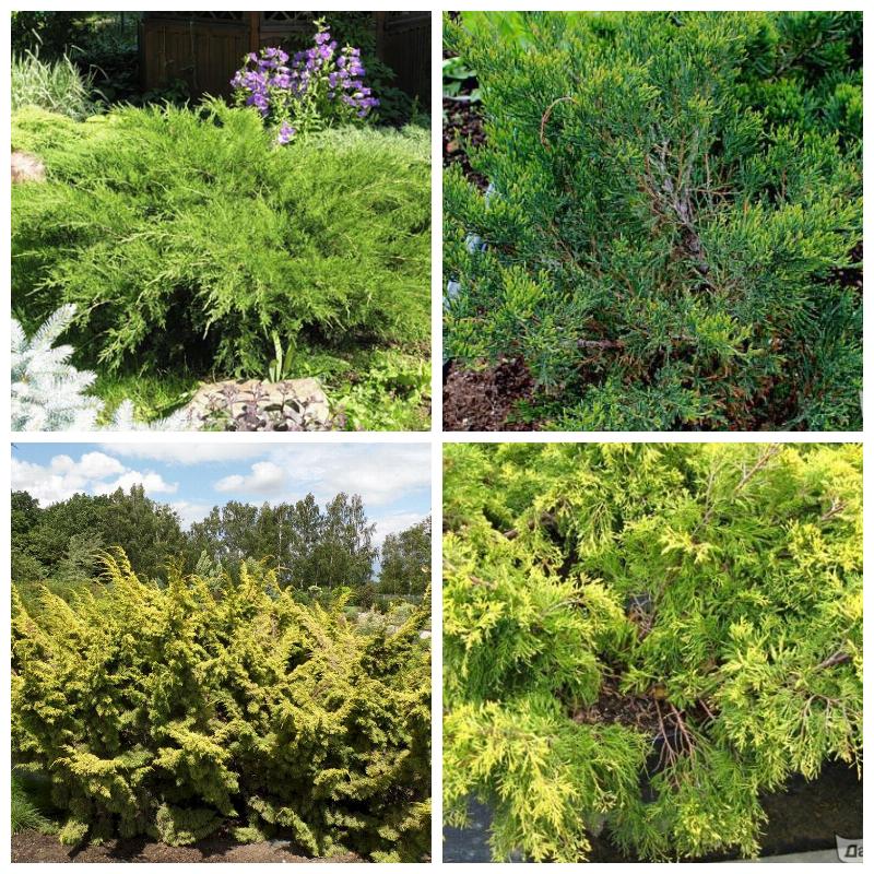 Купить можжевельник в питомнике
