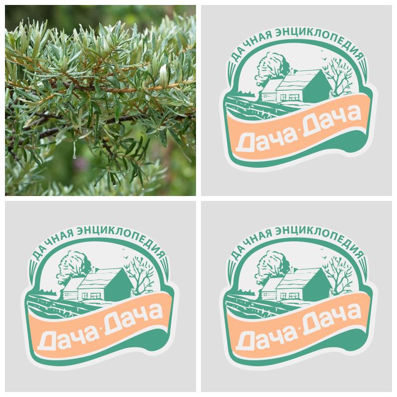 Купить мужскую облепиху