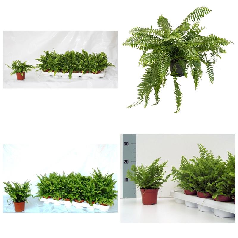 Купить нефролепис