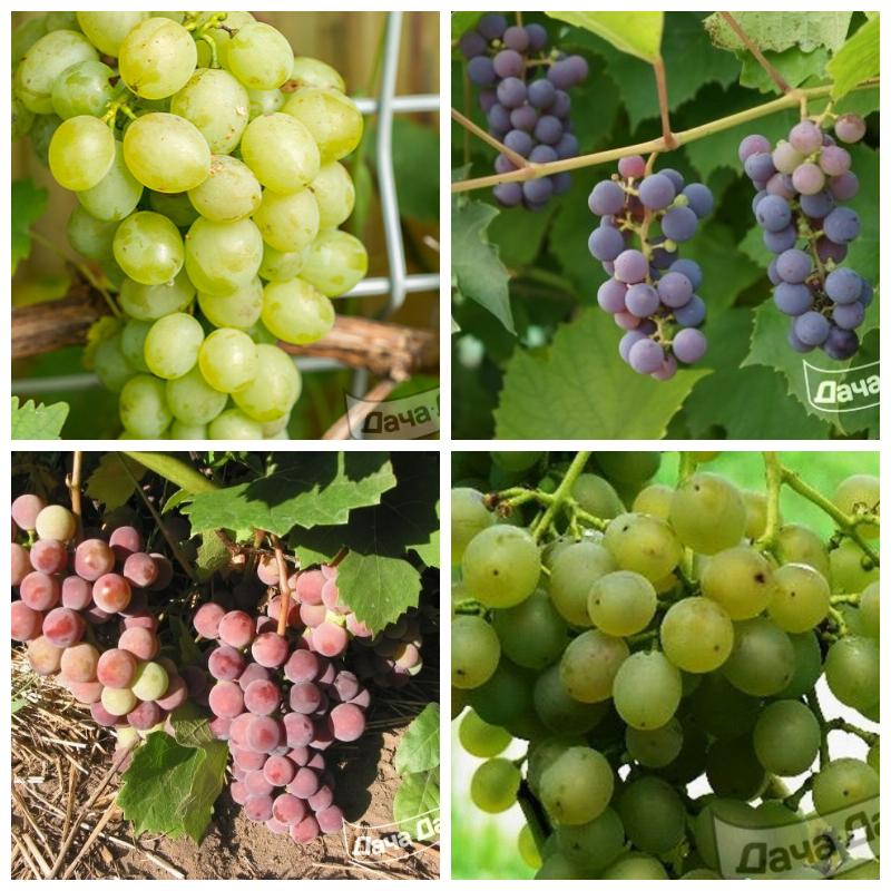 Купить неукрывной виноград
