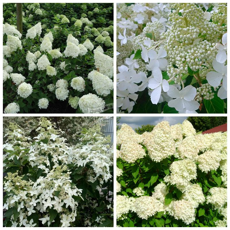 Купить новейшие сорта гортензий метельчатых