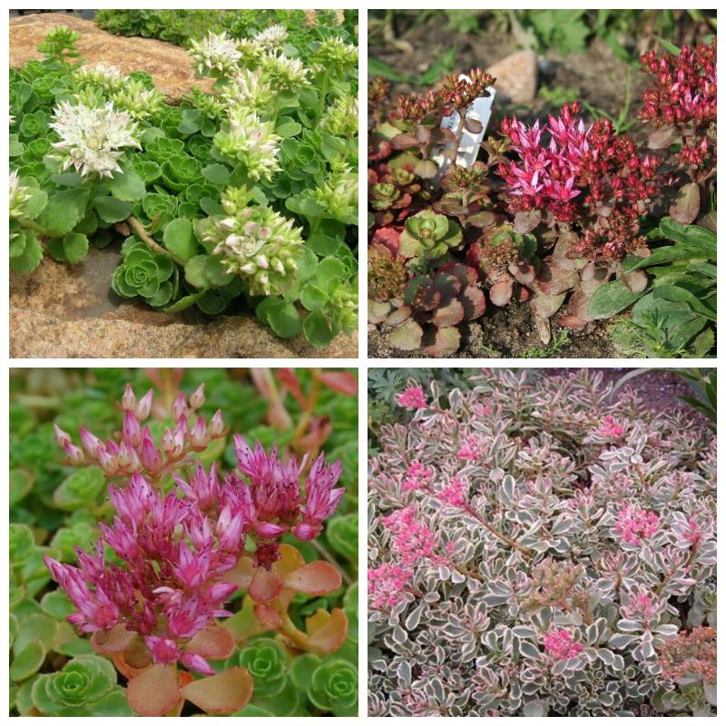 Купить очиток ложный