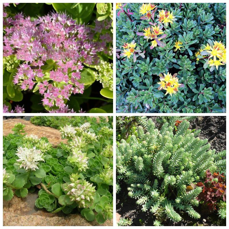 Выбрать очиток (все сорта)