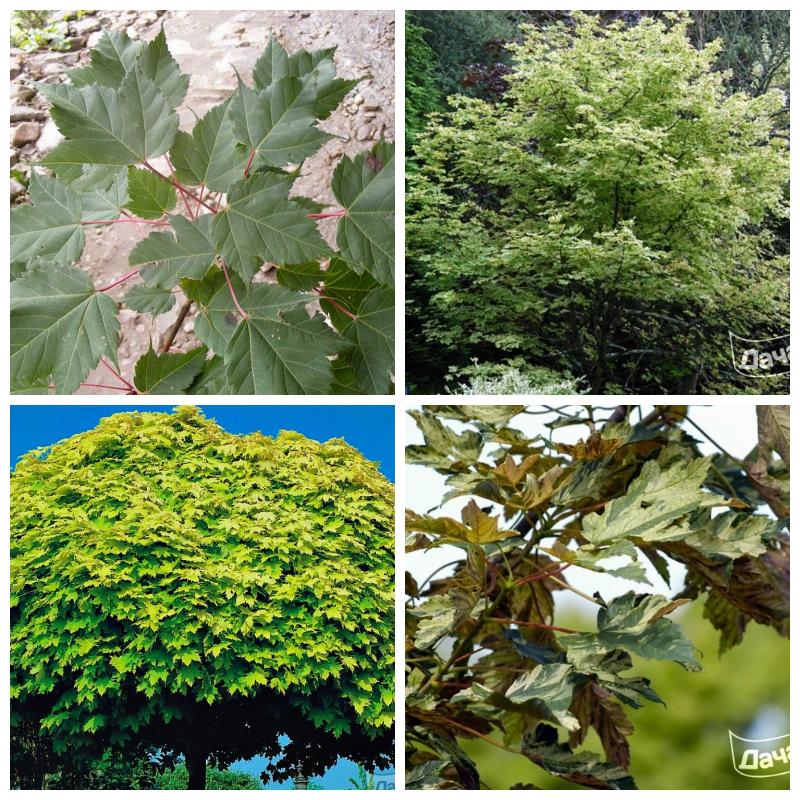 Остролистный клен