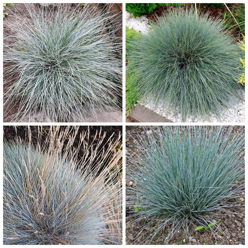 Купить овсяницу сизую (все сорта)