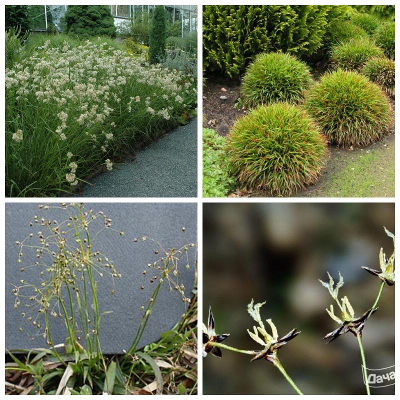 Купить ожику (все сорта)