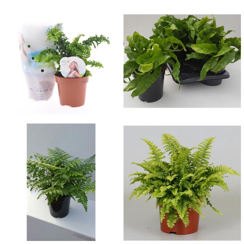 Купить папоротник в Москве