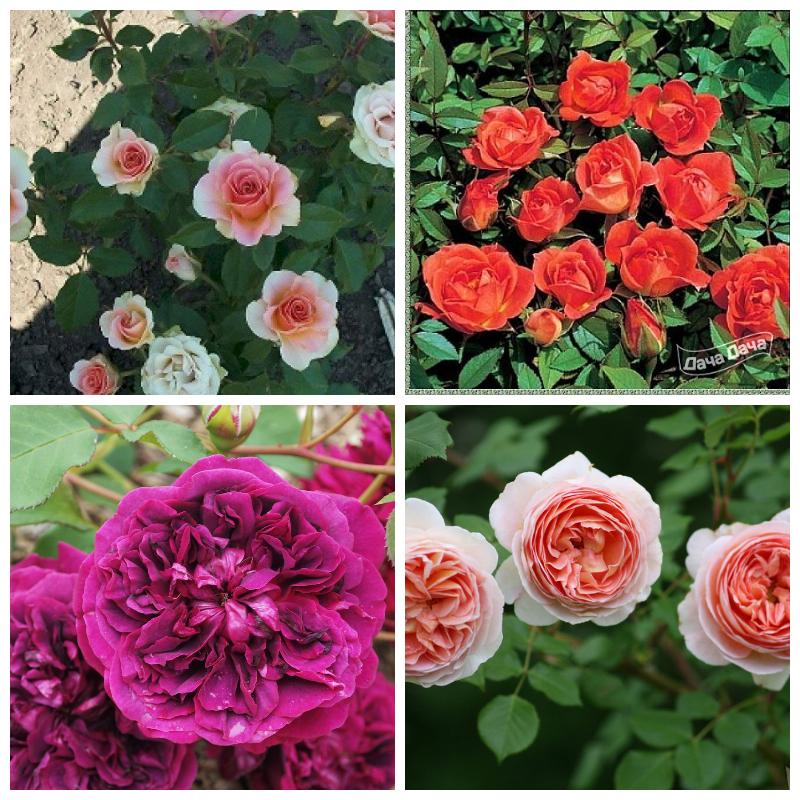 Купить розы для живой изгороди (парковые розы и декоративные розы-шиповники)