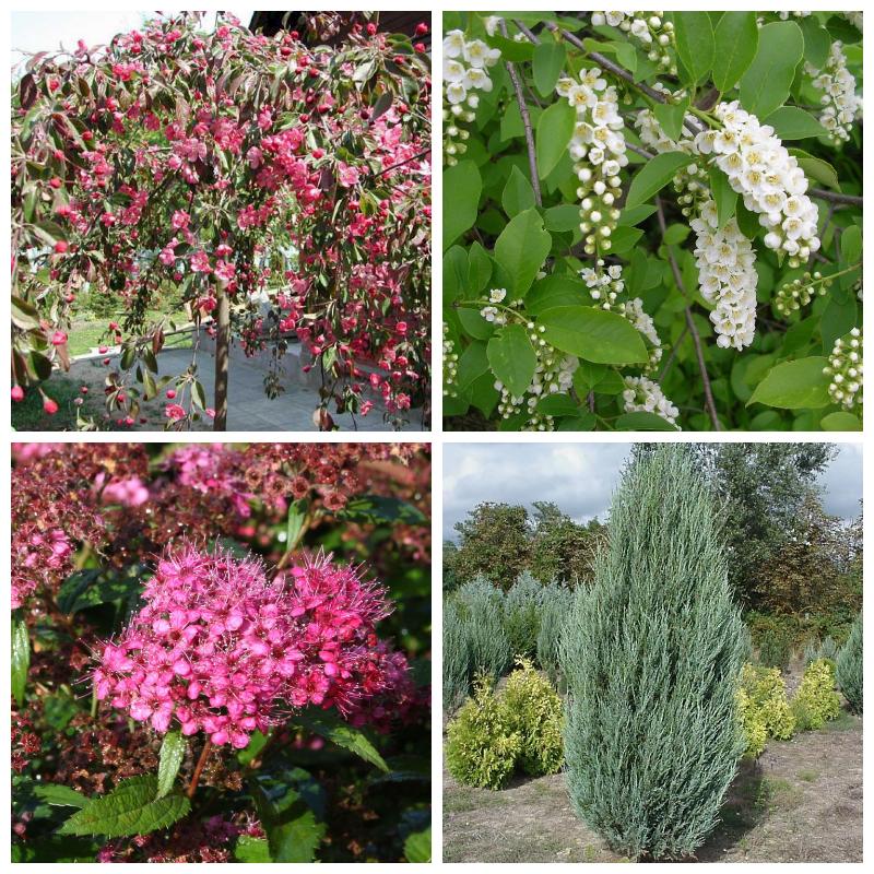 Купить саженцы деревьев и кустарников