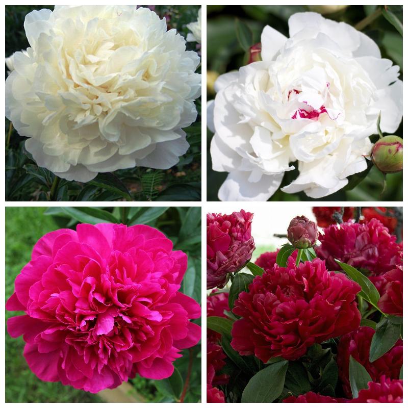 Купить пионы в питомнике