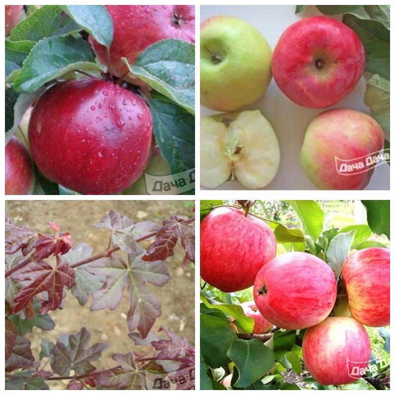 Лиственные деревья