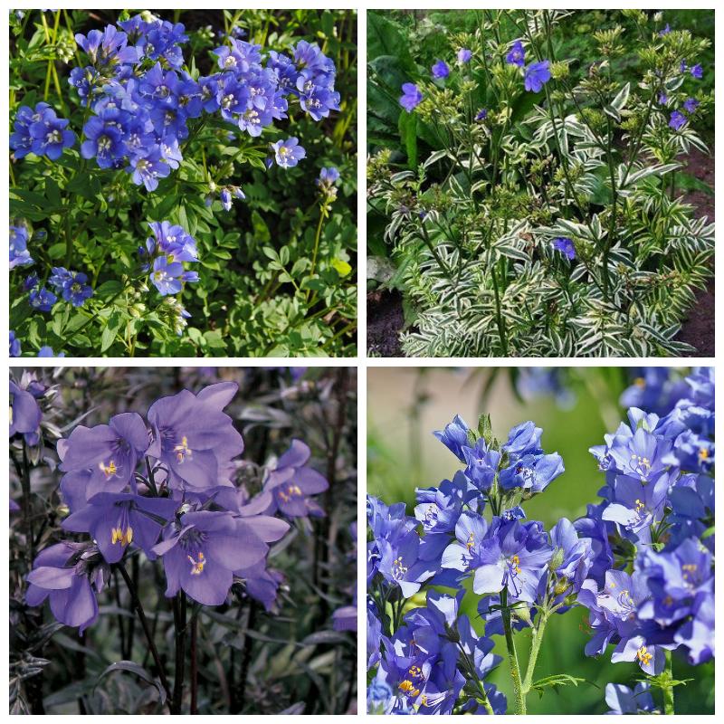 Купить синюху (растение)