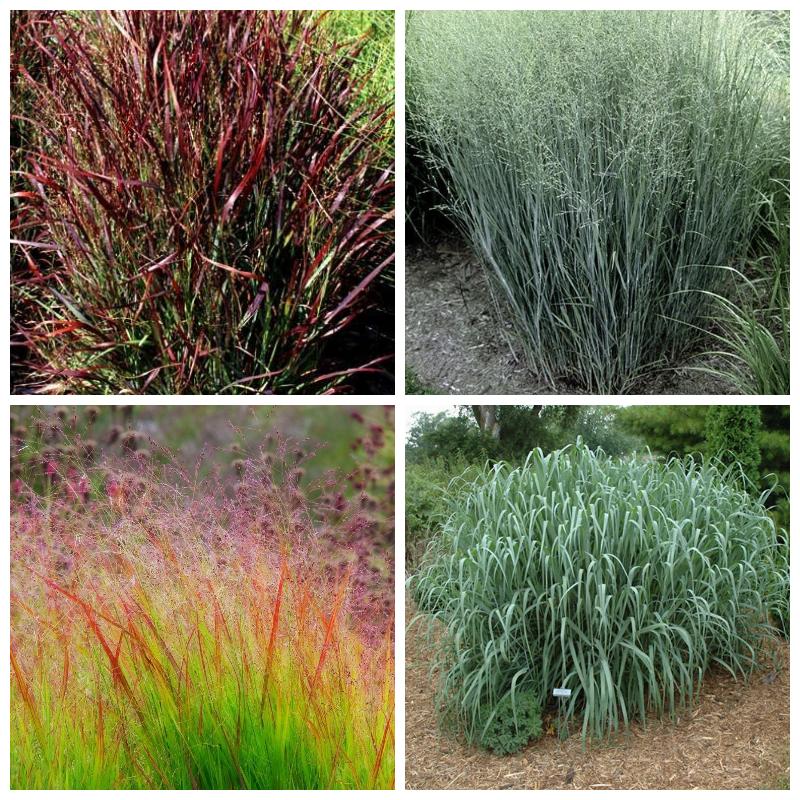 Купить просо прутьевидное