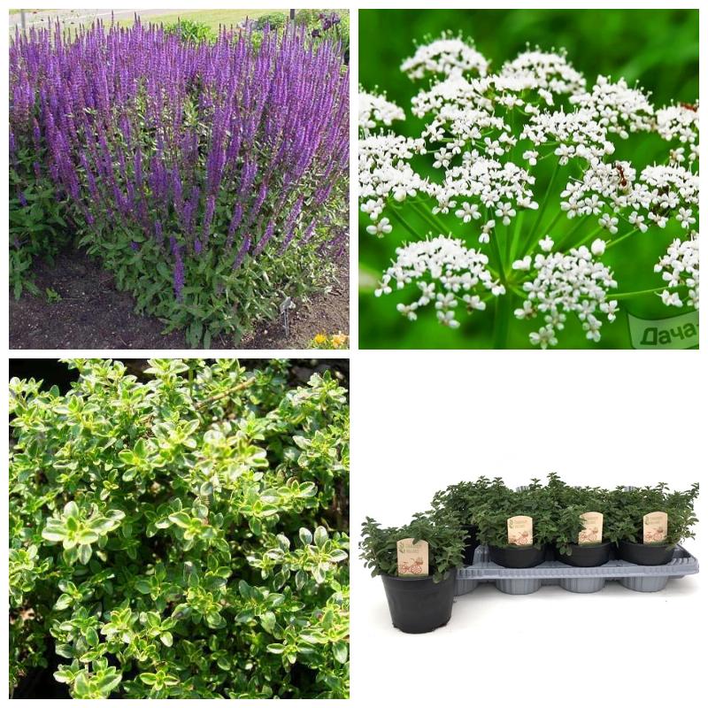 Выбрать лучшие пряные травы (большой каталог, все сорта)