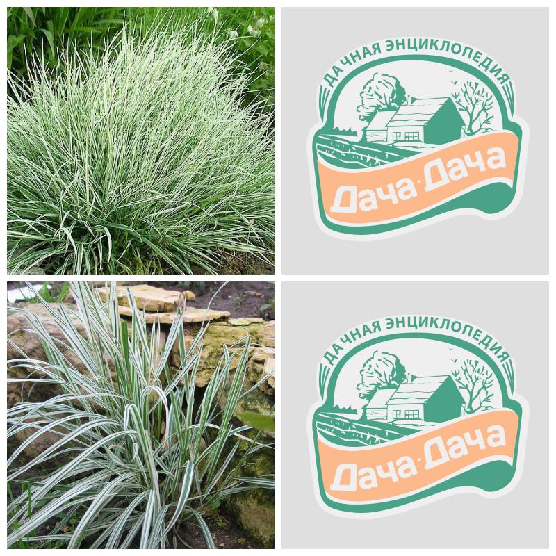 Купить райграс (все сорта)