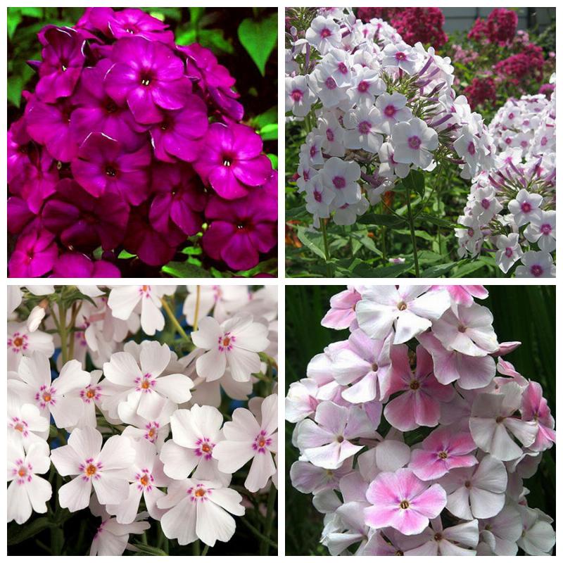 Купить рассаду флоксов (оптом)