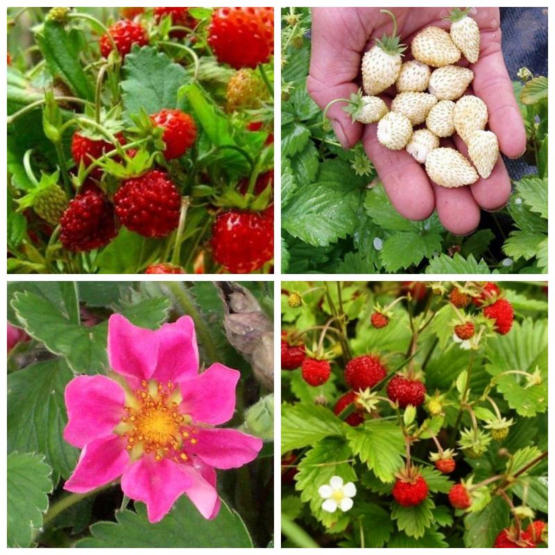 Купить рассаду и саженцы клубники в питомнике