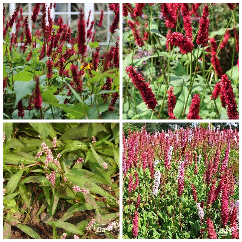 Купить горец (трава)