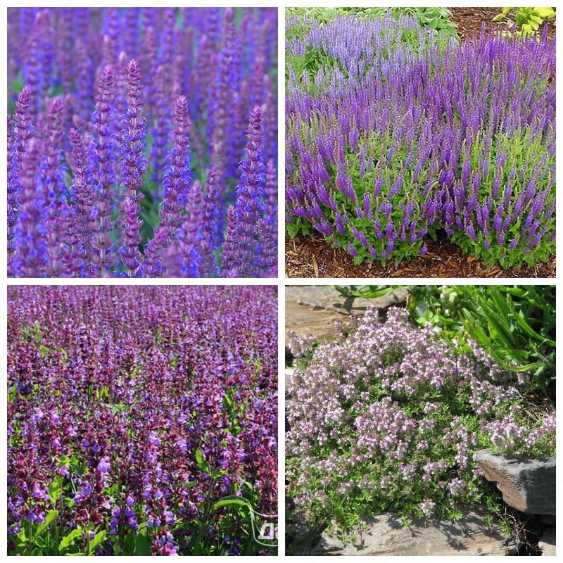 Купить рассаду пряных трав для выращивания в горшках и в саду